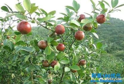 孩子能吃兩碗飯的一道菜